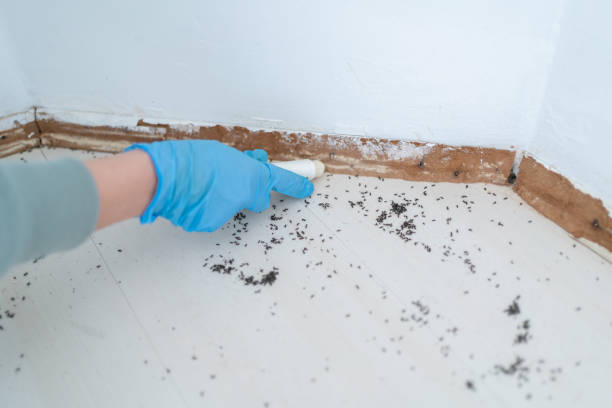 Best Termite Inspection and Treatment  in Hilliard, FL